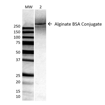 Alginate Antibody: HRP