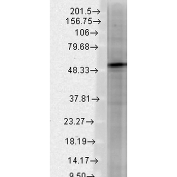 GABA-A Receptor Beta 3 Antibody: APC