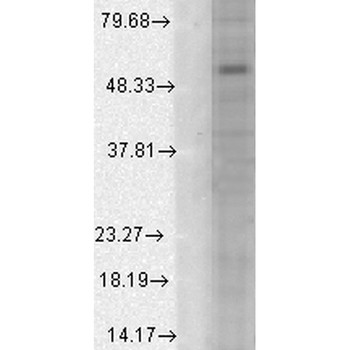 GABA-A Receptor Alpha-1 Antibody: PerCP