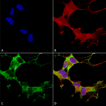 GABA A Receptor Antibody (RPE)
