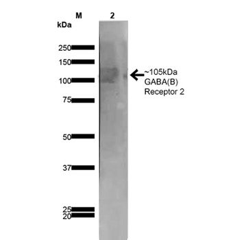 GABA-B Receptor 2 Antibody: APC