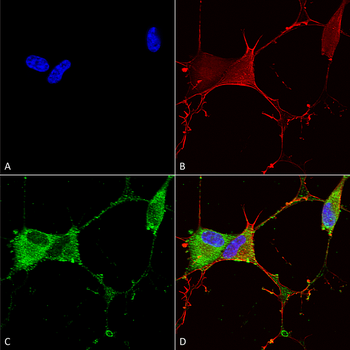 GABA B Receptor 2 Antibody (PerCP)