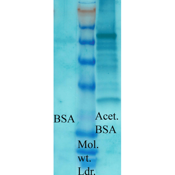 Acetylated Lysine Antibody: APC