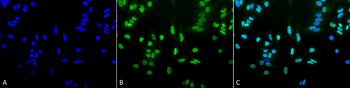 Acetylated Lysine Antibody: APC