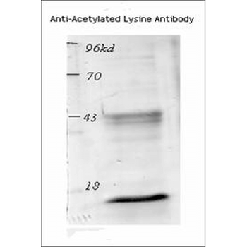 Acetylated Lysine Antibody: APC