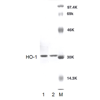 HO-1 Antibody: APC