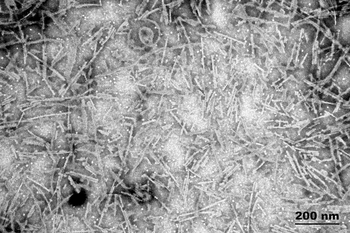 Tau-441 (2N4R) P301S Mutant Pre-formed Fibrils