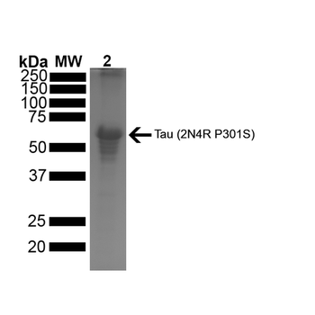 Tau-441 (2N4R) P301S Mutant Pre-formed Fibrils