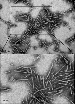 Alpha Synuclein A53T Mutant Pre-formed Fibrils (Type 1)