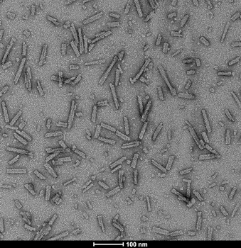 Alpha Synuclein A53T Mutant Pre-formed Fibrils (Type 1)