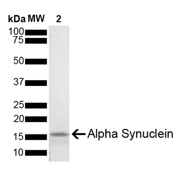 Alpha Synuclein Monomers (Type 1)
