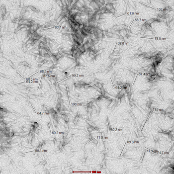 Alpha Synuclein Pre-formed Fibrils (Type 1)