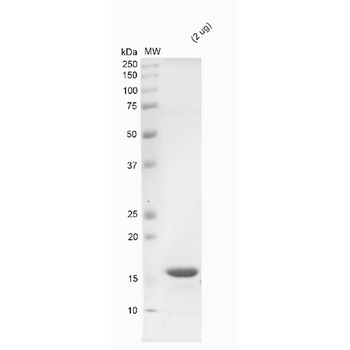 Alpha Synuclein Monomers (Type 1)