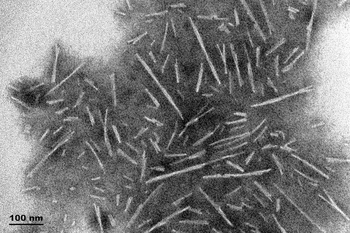 Alpha Synuclein Pre-formed Fibrils (Type 1)