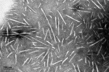 Alpha Synuclein Pre-formed Fibrils (Type 1)