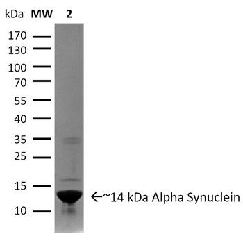 Alpha Synuclein Pre-formed Fibrils (Type 1)