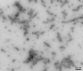 Alpha Synuclein Pre-formed Fibrils (Type 2)