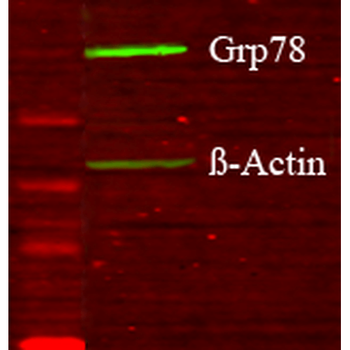GRP78 (Bip) Antibody