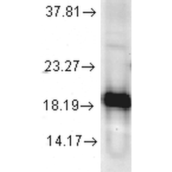 SOD1 (Cu/Zn) Antibody