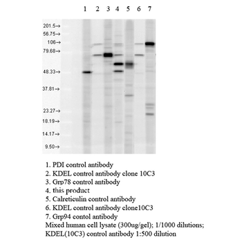 KDEL Antibody