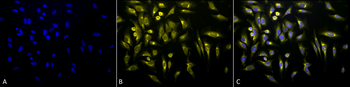KDEL Antibody
