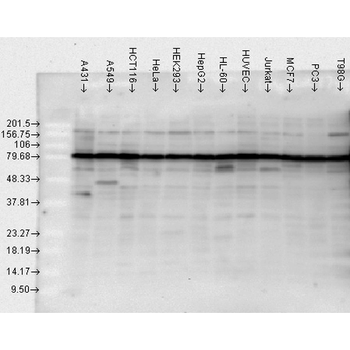 HSP90 Antibody