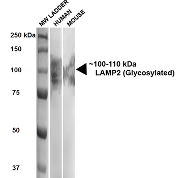 LAMP2 Antibody
