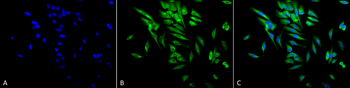 HSP90 alpha/beta Antibody