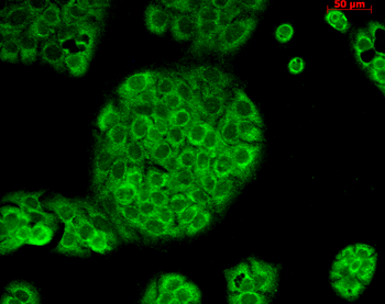 CD74 Antibody