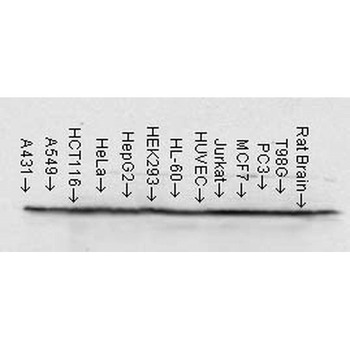 HSP90 Antibody
