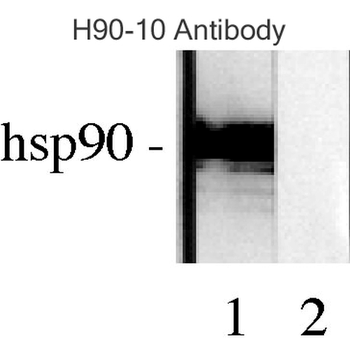 HSP90 Antibody