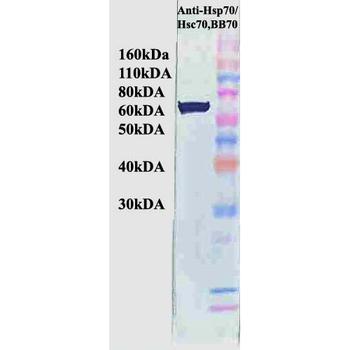 HSP70/HSC70 Antibody