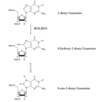 DNA Damage (8-OHdG) ELISA Kit