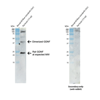 GDNF Antibody: PerCP