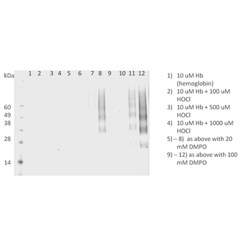DMPO Antibody (FITC)