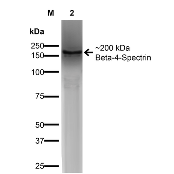 beta 4 Spectrin Antibody
