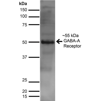 GABA A Receptor Antibody
