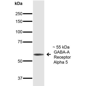 GABA A Receptor Alpha 5 Antibody