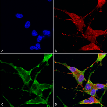 Ankyrin R Antibody (Biotin)