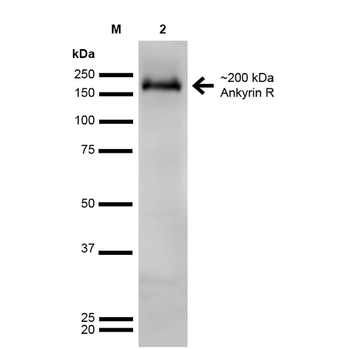 Ankyrin R Antibody (Biotin)