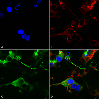 GABA A Receptor Antibody (RPE)