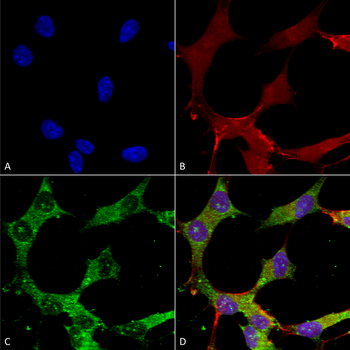 GABA A Receptor Antibody (RPE)