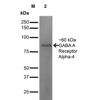 GABA A Receptor Antibody (RPE)
