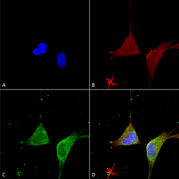 GABA A Receptor Antibody (RPE)