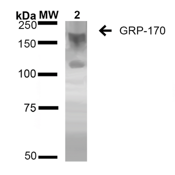 GRP170 Antibody: Biotin
