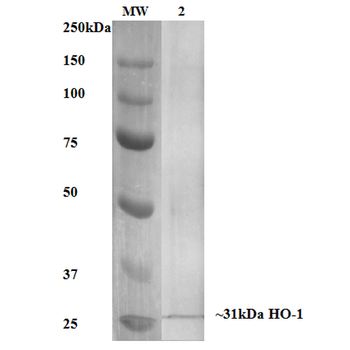 HO-1 (Rat) Antibody: APC