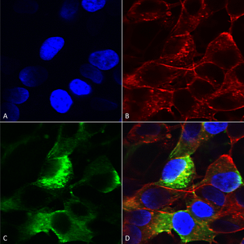NaVbeta3 Antibody (PerCP)