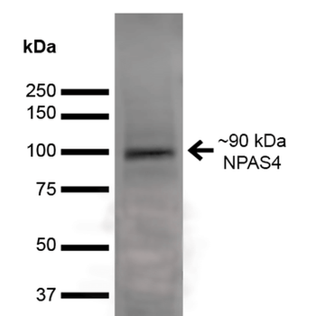 NPAS4 Antibody: Biotin