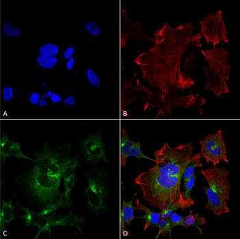 NPAS4 Antibody (PerCP)