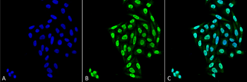 PP5 Antibody: APC